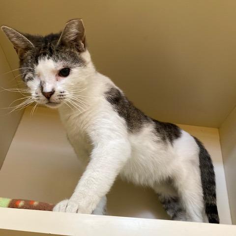 Enlarge Olive, a Adoptable Domestic Short Hair in Dayton, OH image 4/6