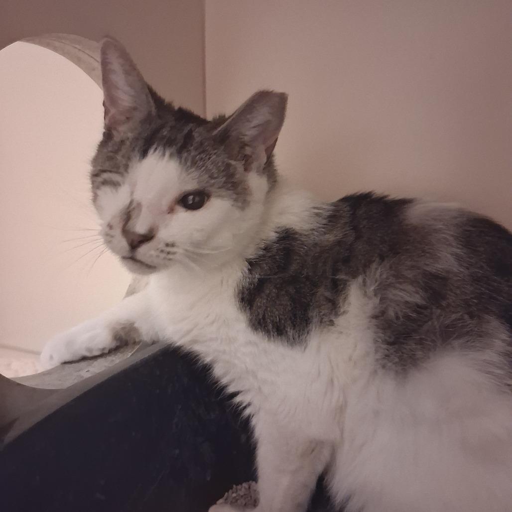 Enlarge Olive, a Adoptable Domestic Short Hair in Dayton, OH image 5/6