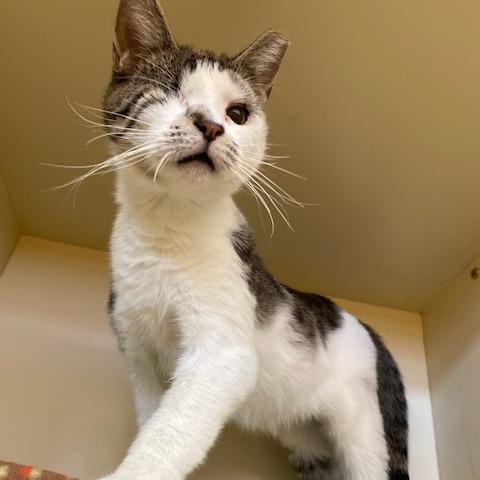 Enlarge Olive, a Adoptable Domestic Short Hair in Dayton, OH image 6/6