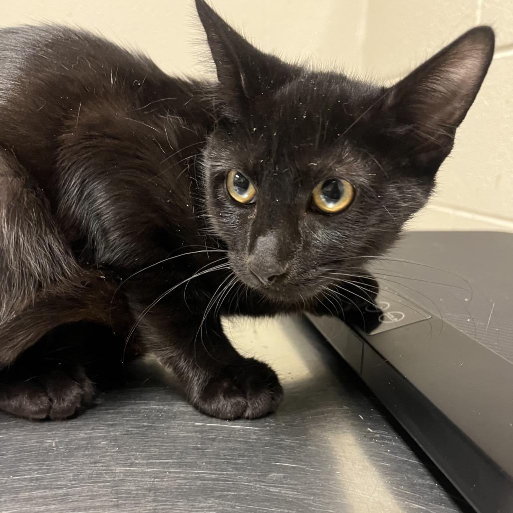 Enlarge Twister, a Adoptable Domestic Short Hair in Bristol, IN image 1/1