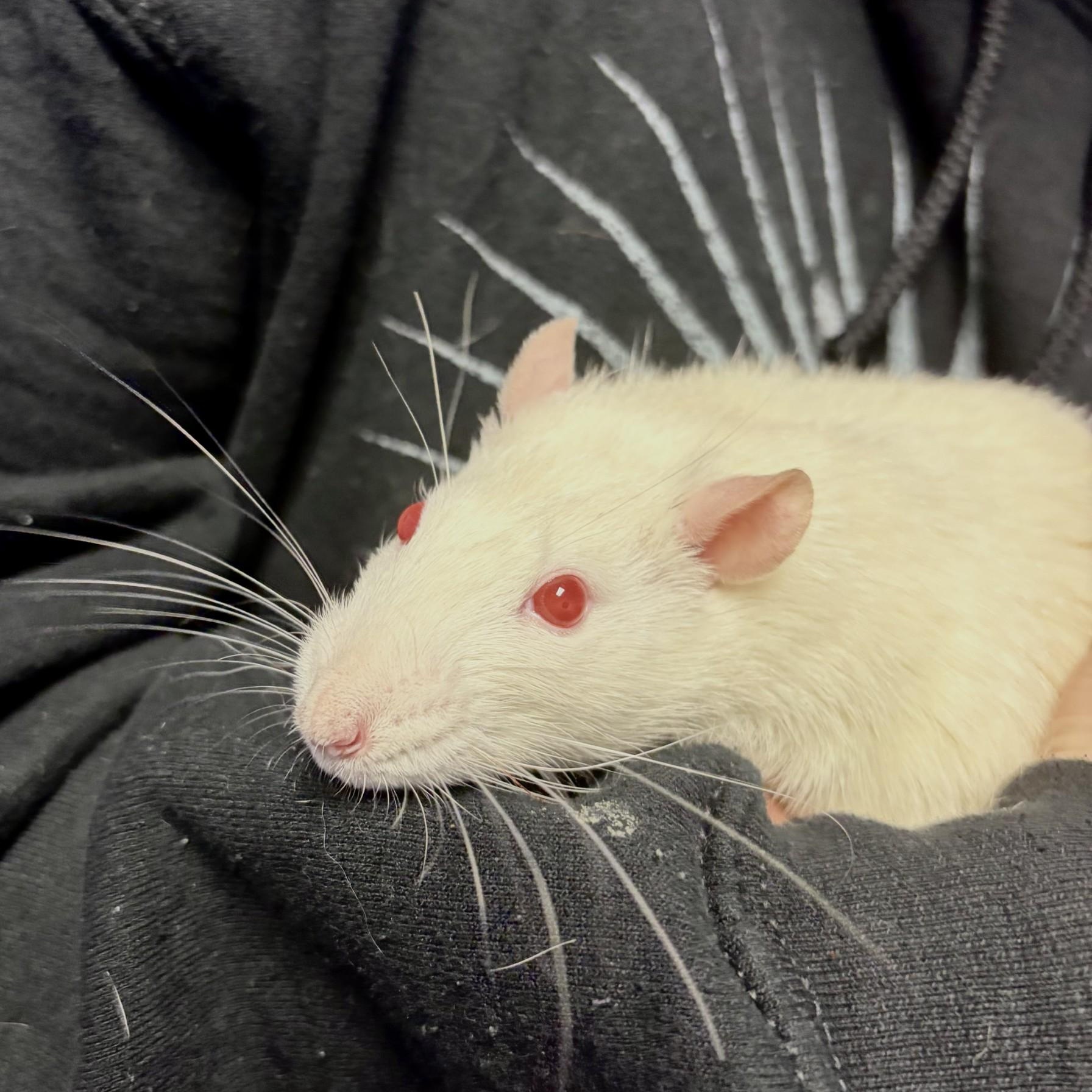 Elote, Maize, Mole, and Verde, an adopted Rat in Brookings, SD image 5/5