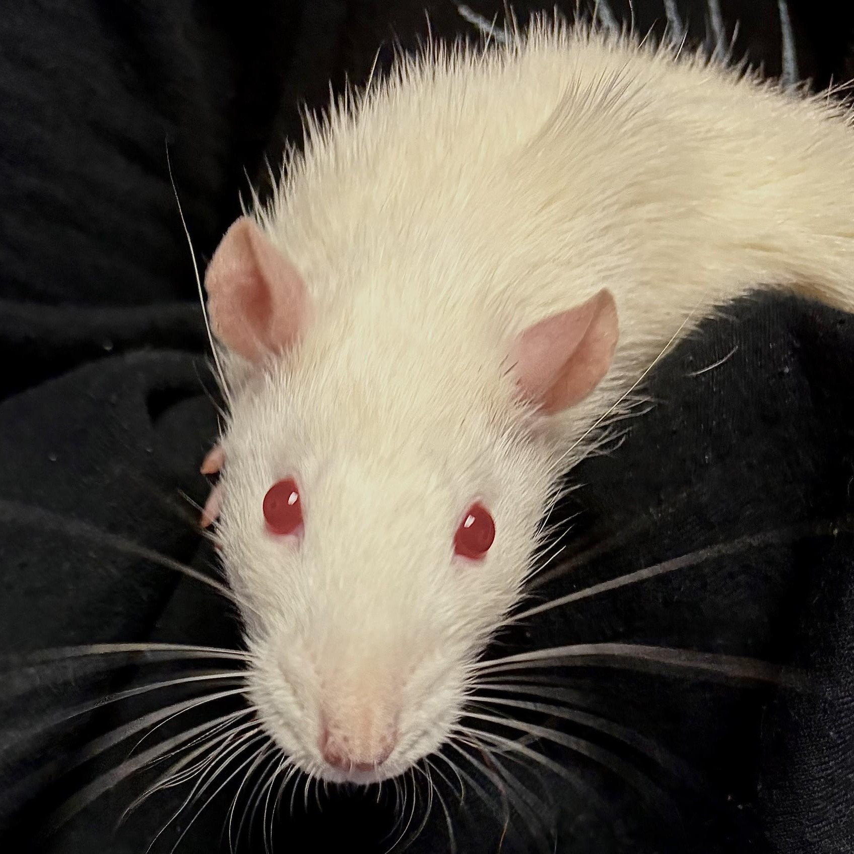 Elote, Maize, Mole, and Verde, an adopted Rat in Brookings, SD image 1/5