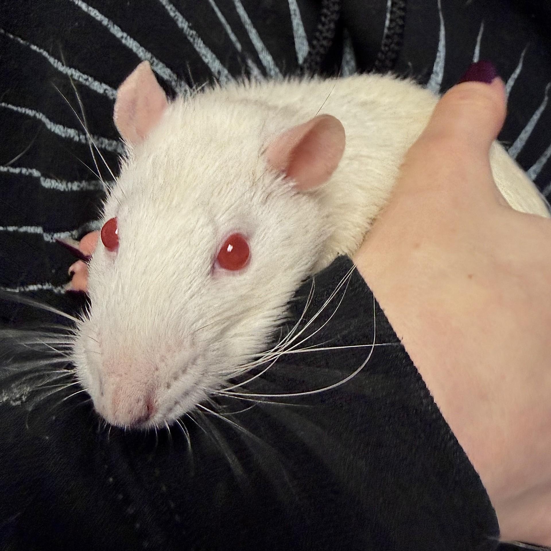 Elote, Maize, Mole, and Verde, an adopted Rat in Brookings, SD image 4/5