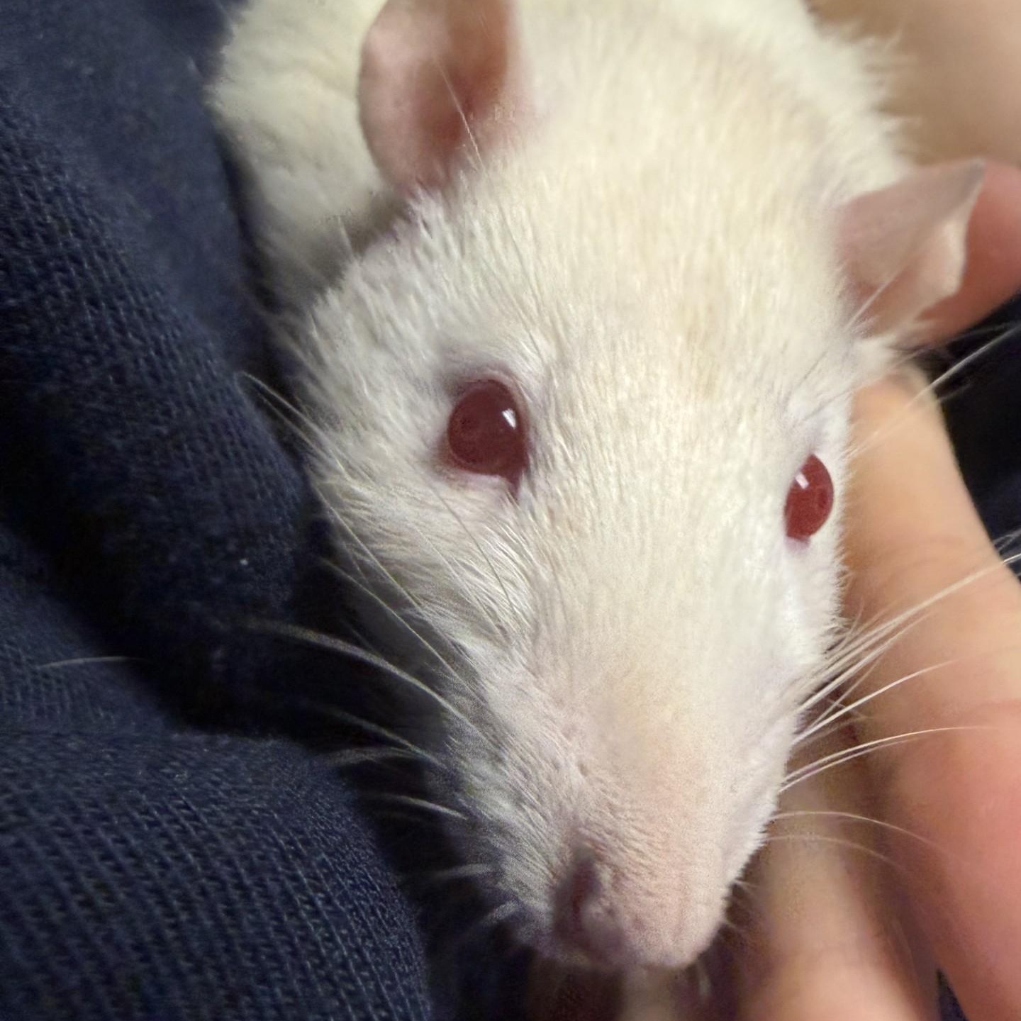 Elote, Maize, Mole, and Verde, an adopted Rat in Brookings, SD image 2/5