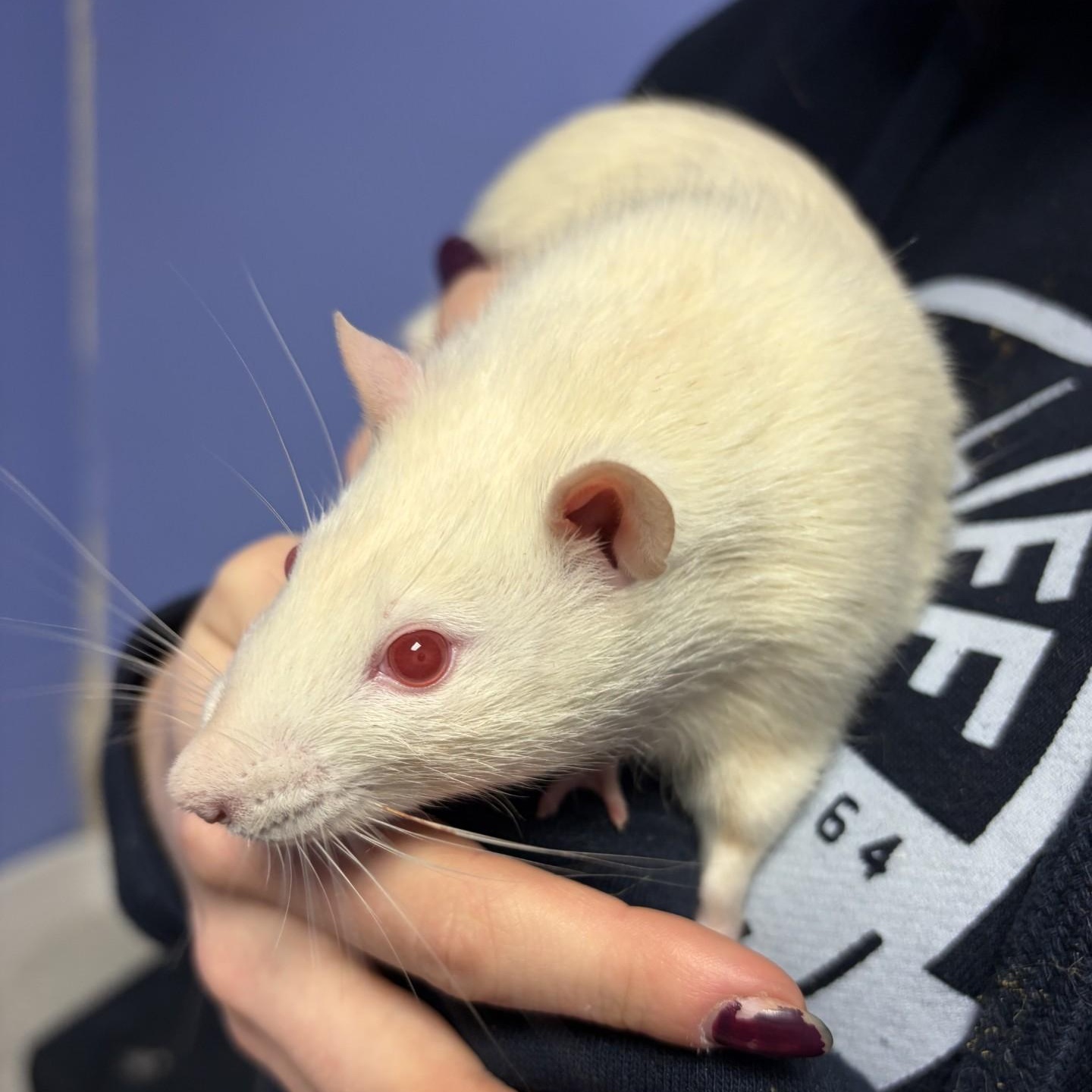 Elote, Maize, Mole, and Verde, an adopted Rat in Brookings, SD image 3/5