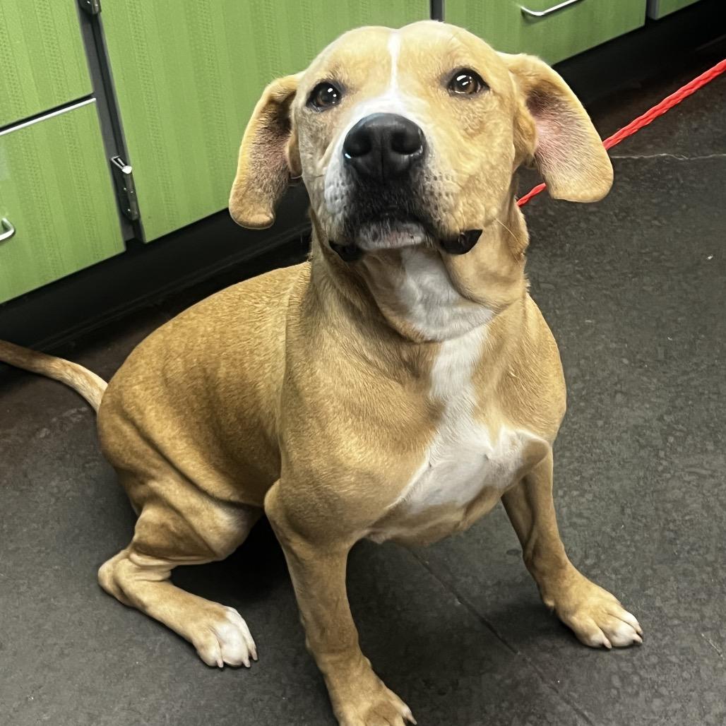 Samson, Adoptable, Adult Male Yellow Labrador Retriever.