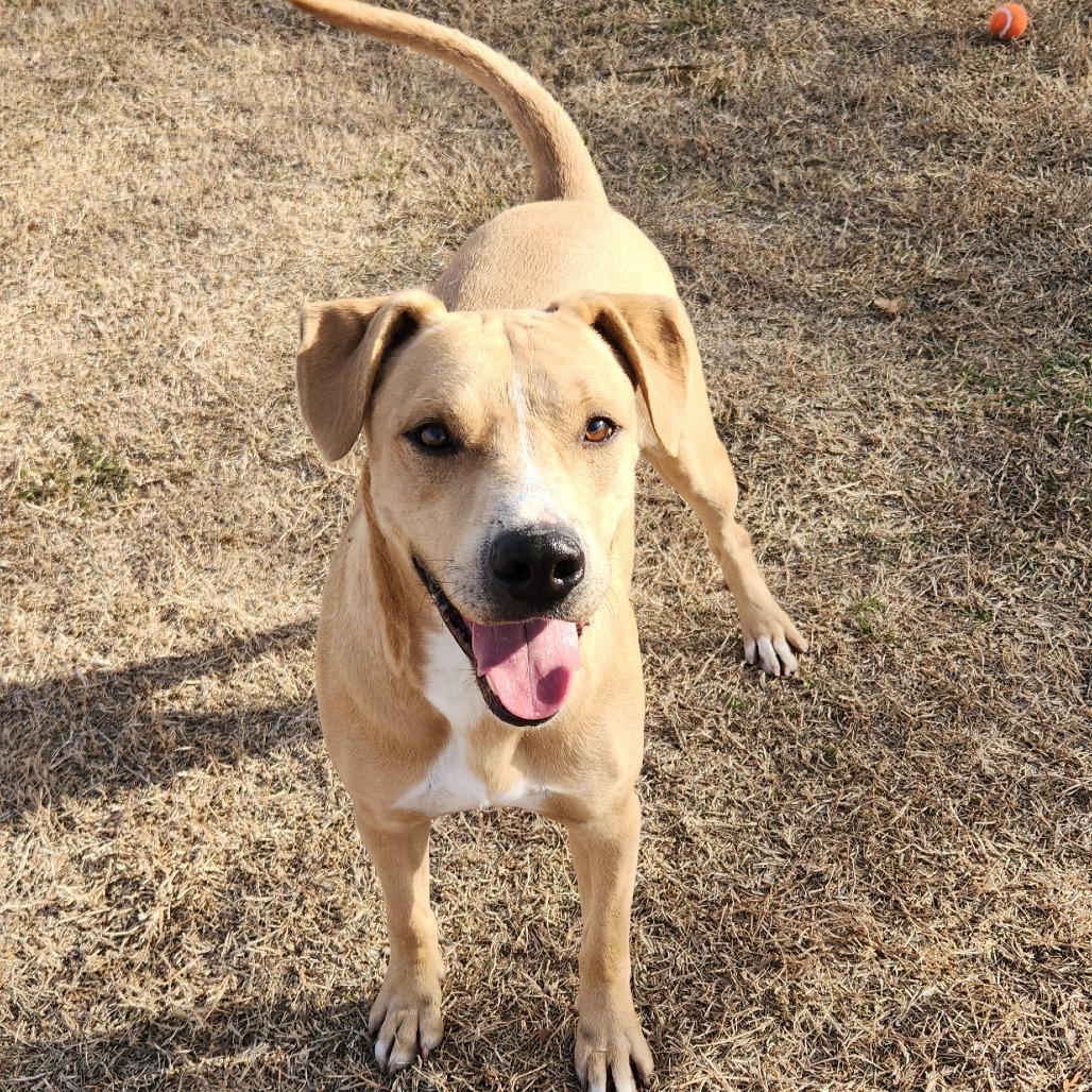 Enlarge Samson, a Adoptable Yellow Labrador Retriever in Norman, OK image 2/2