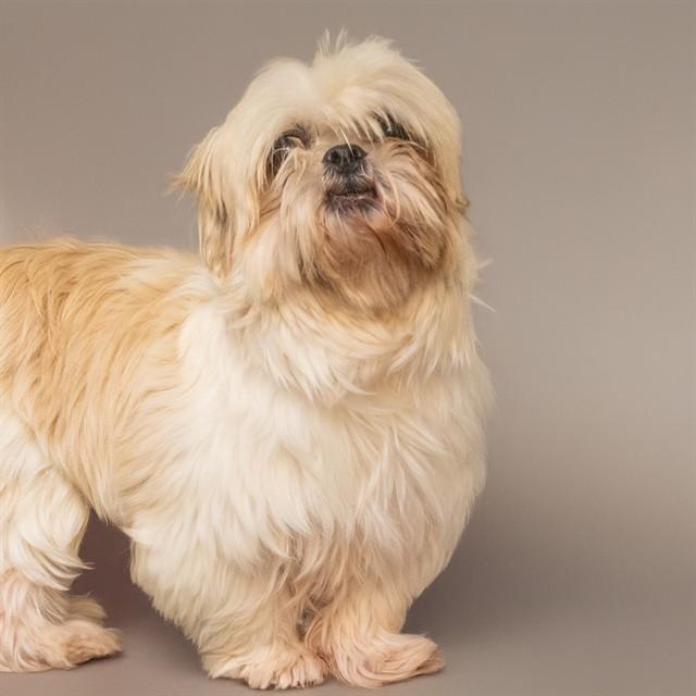 PEARL, Adoptable, Adult Female Shih Tzu.