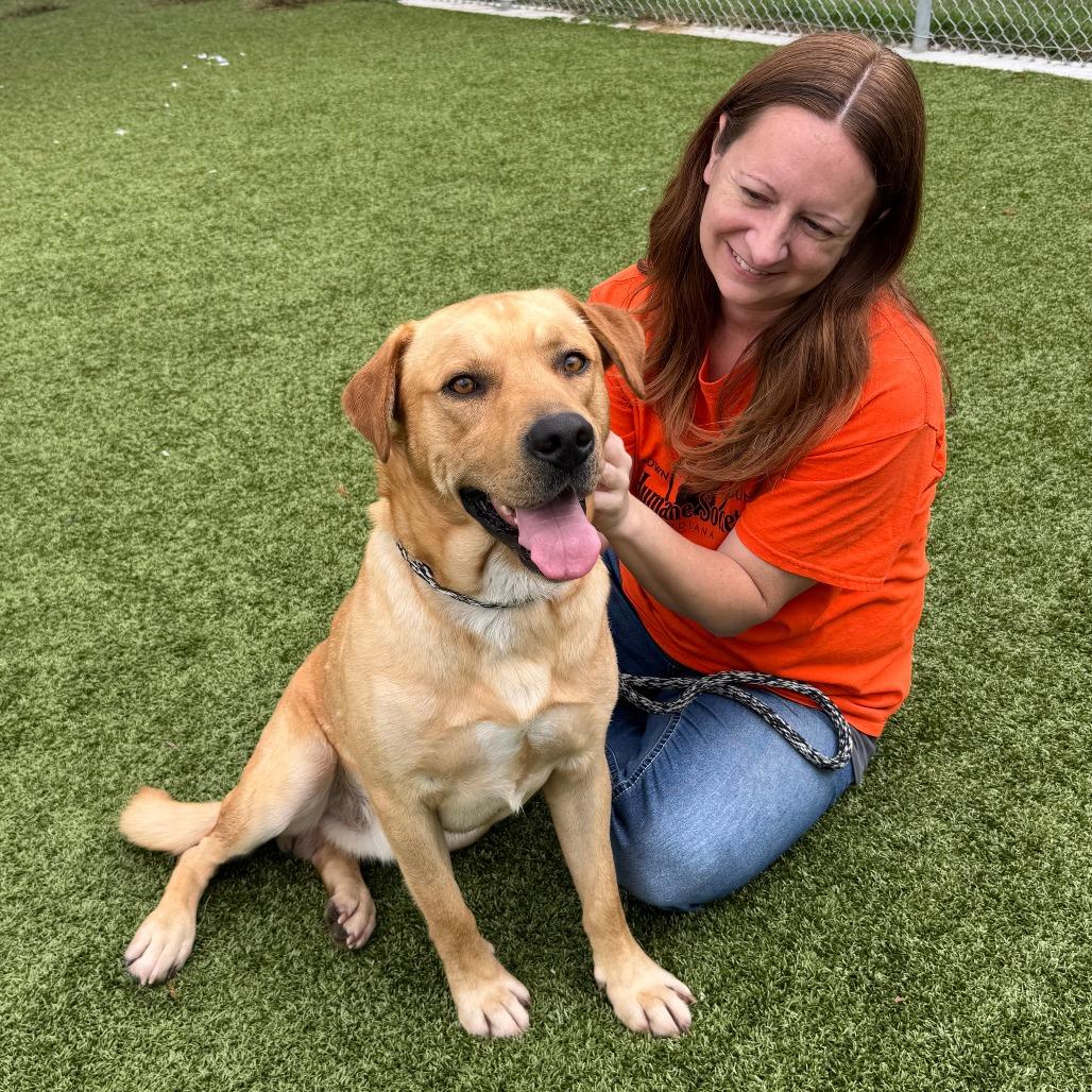 Winslow, Adoptable, Adult Male Yellow Labrador Retriever & Mixed Breed.