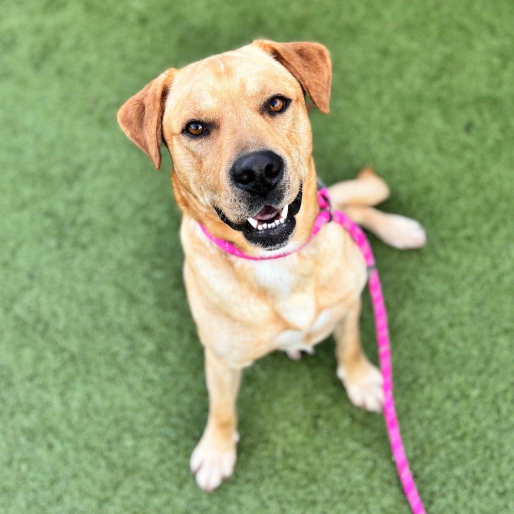 Enlarge Winslow, a Adoptable mixed breed in Nashville, IN image 2/6