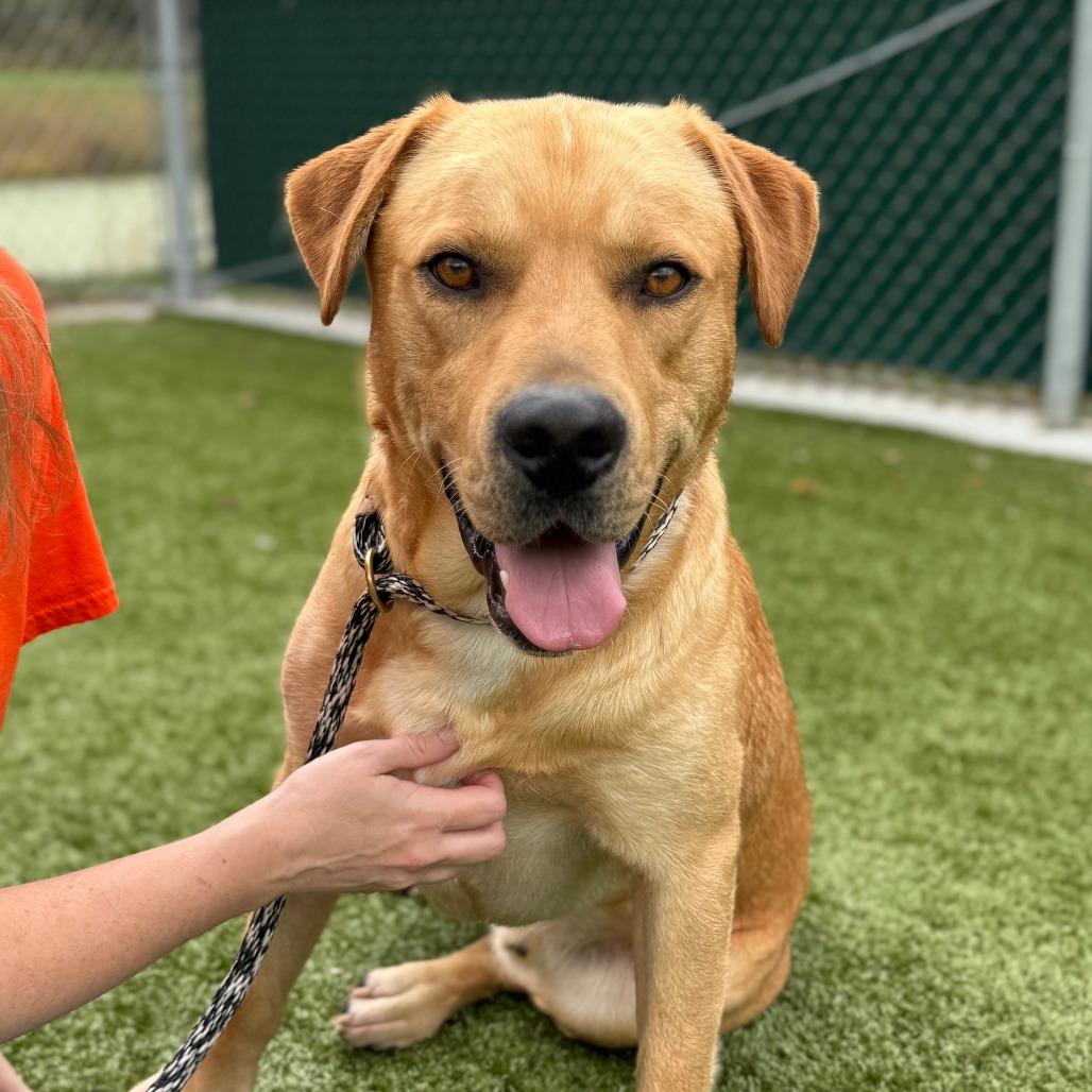 Enlarge Winslow, a Adoptable mixed breed in Nashville, IN image 3/6