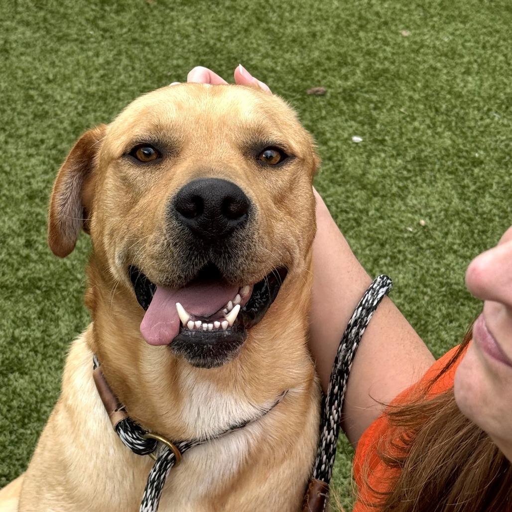 Enlarge Winslow, a Adoptable mixed breed in Nashville, IN image 4/6