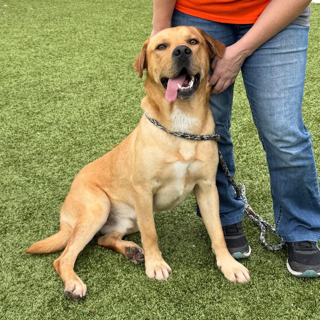 Enlarge Winslow, a Adoptable mixed breed in Nashville, IN image 5/6