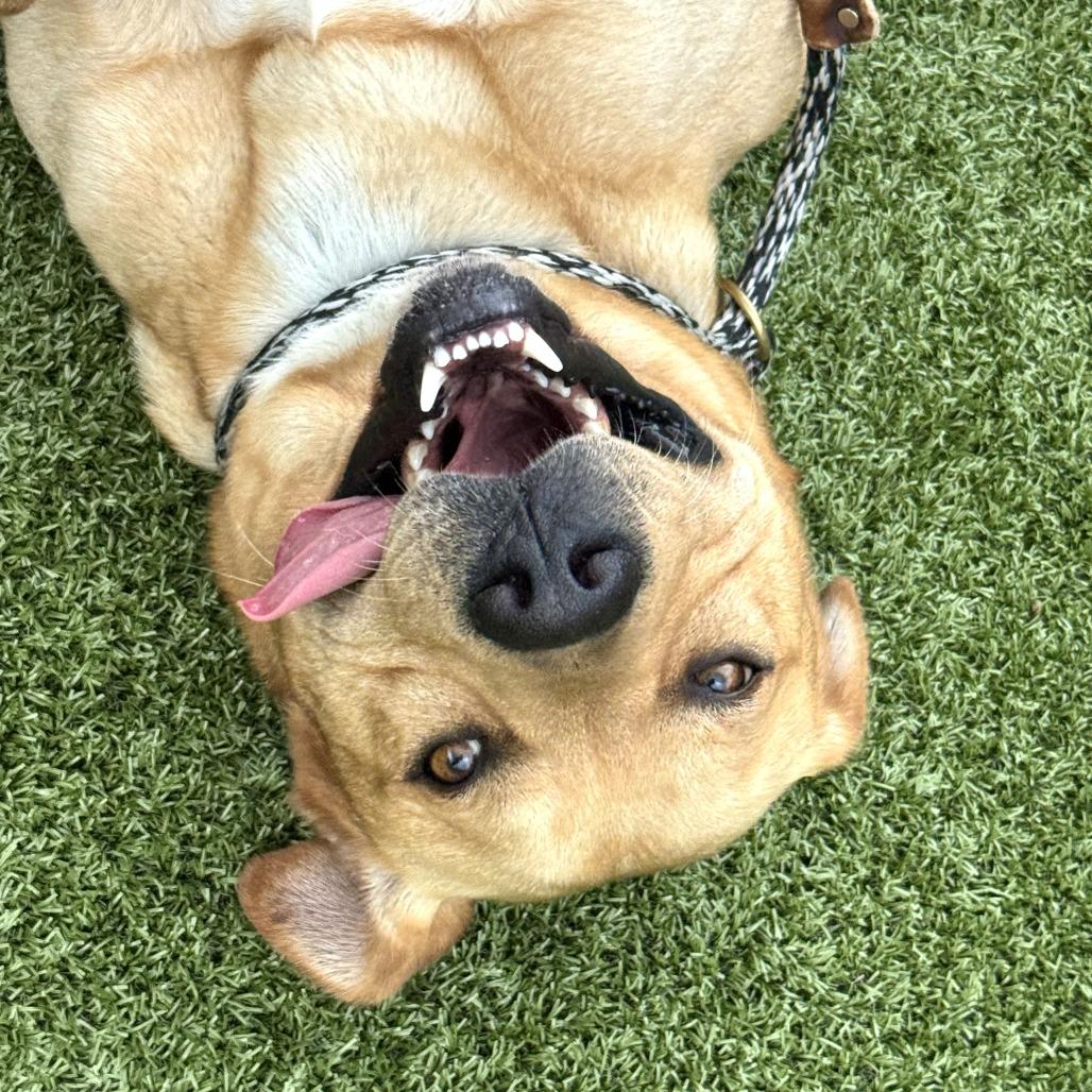 Enlarge Winslow, a Adoptable mixed breed in Nashville, IN image 6/6