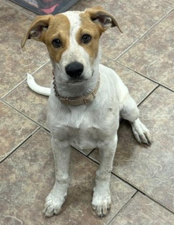 Enlarge Kale, a Adoptable mixed breed in Littleton, CO image 1/1