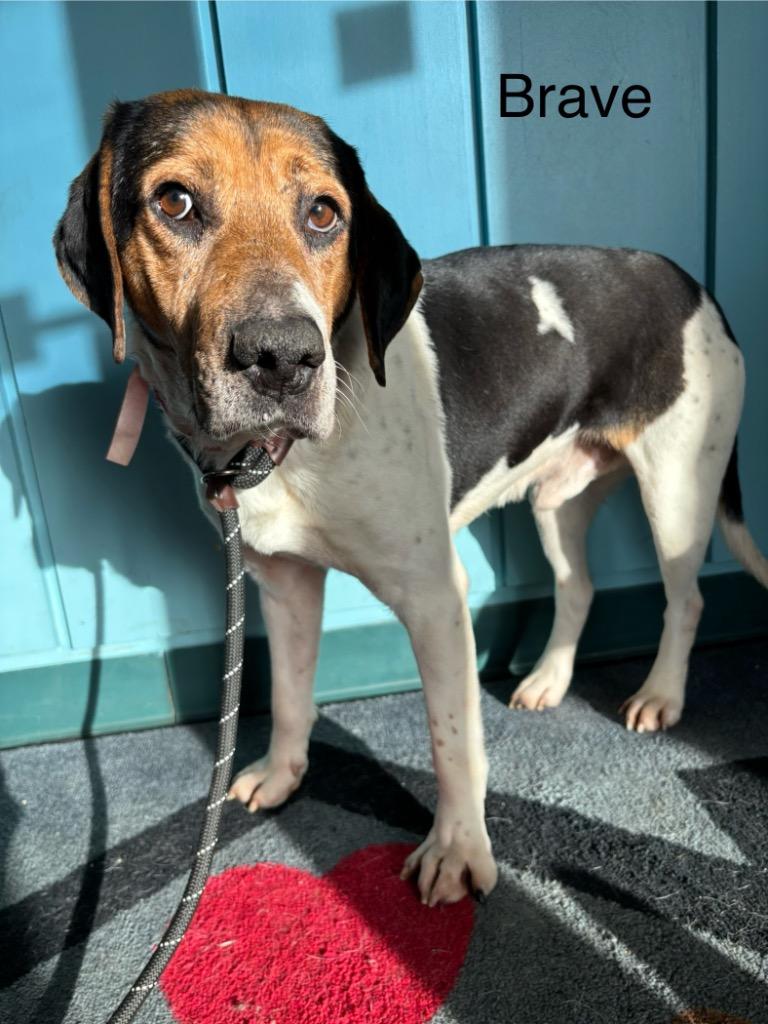 Enlarge B12 Brave, a Adoptable mixed breed in Wabash, IN image 1/2