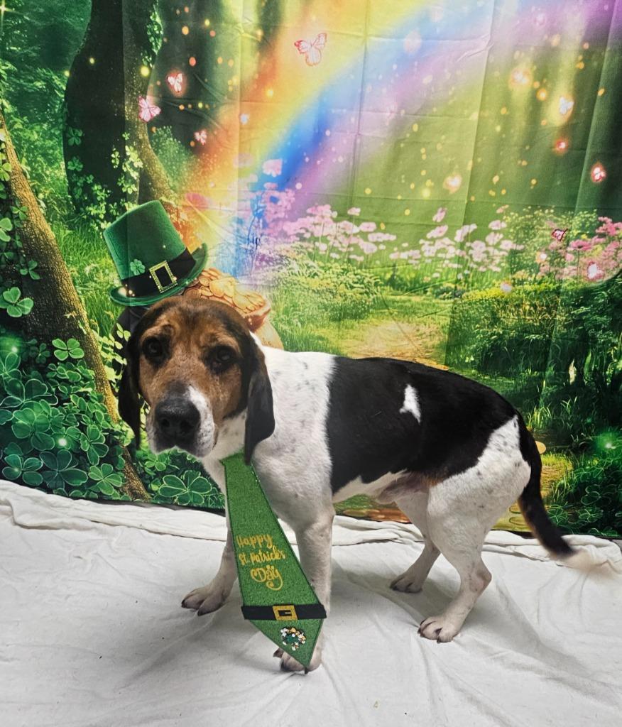 Enlarge B12 Brave, a Adoptable mixed breed in Wabash, IN image 2/2