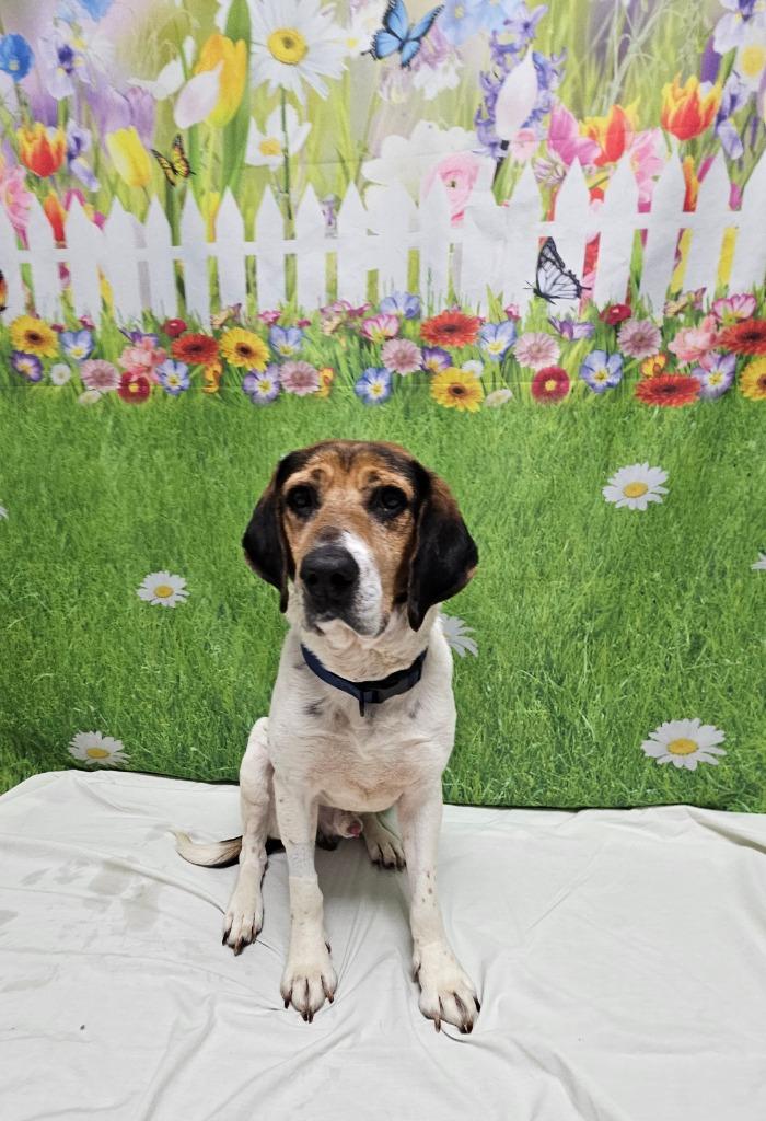 Enlarge B12 Brave, a Adoptable mixed breed in Wabash, IN image 3/3