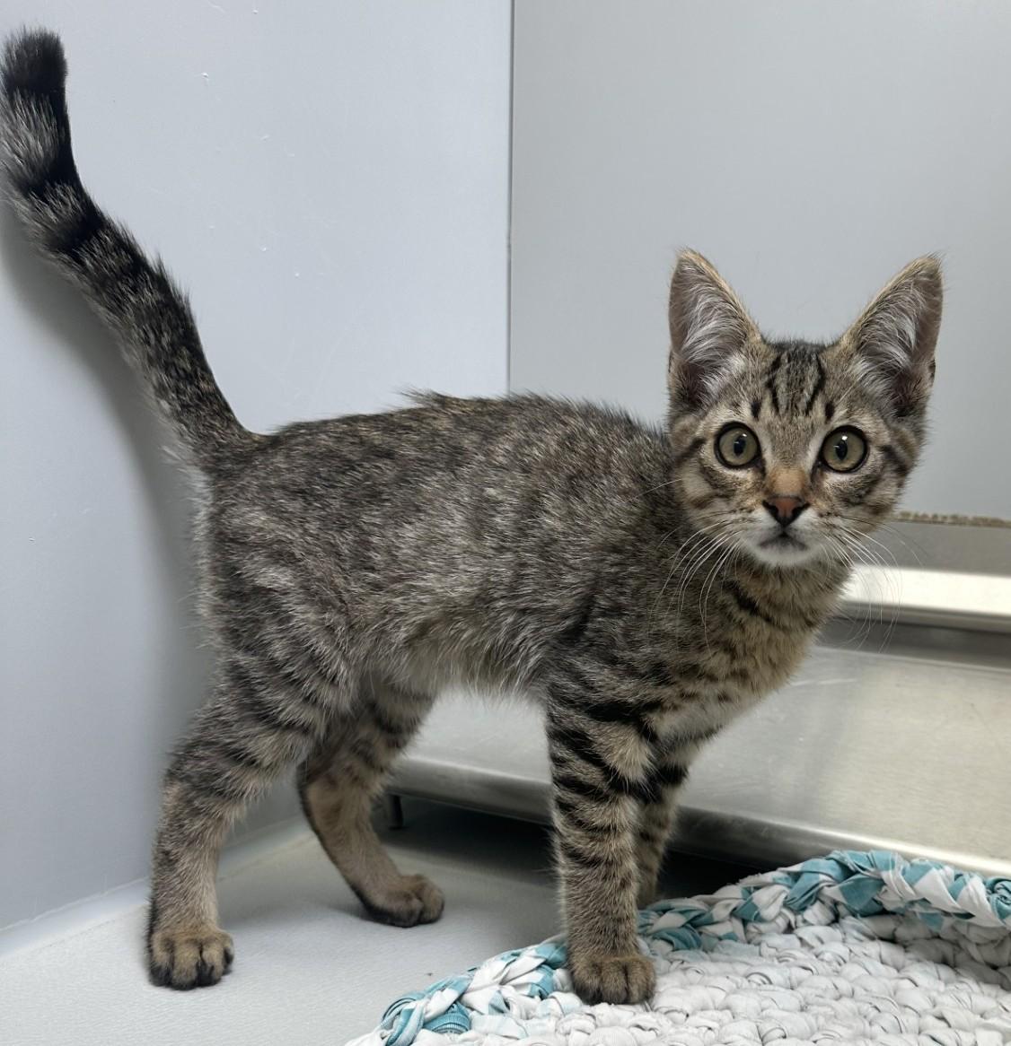 Luigi / 61668387, Adoptable, Kitten Male Domestic Short Hair.