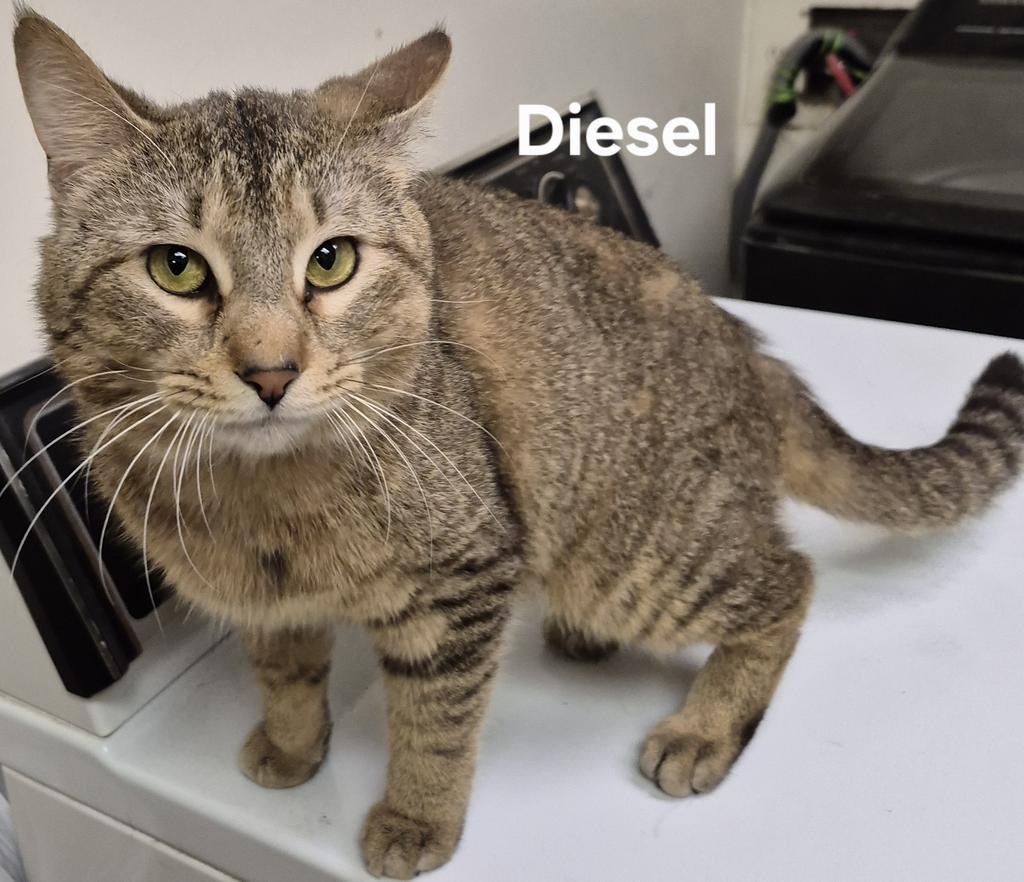 Enlarge Diesel, a Adoptable mixed breed in Kendallville, IN image 1/1