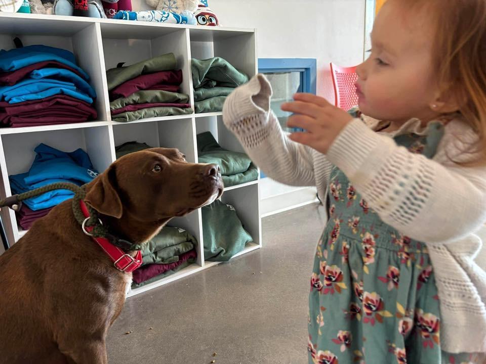 Sasha (mom of Sx7), Adoptable, Young Female Labrador Retriever.