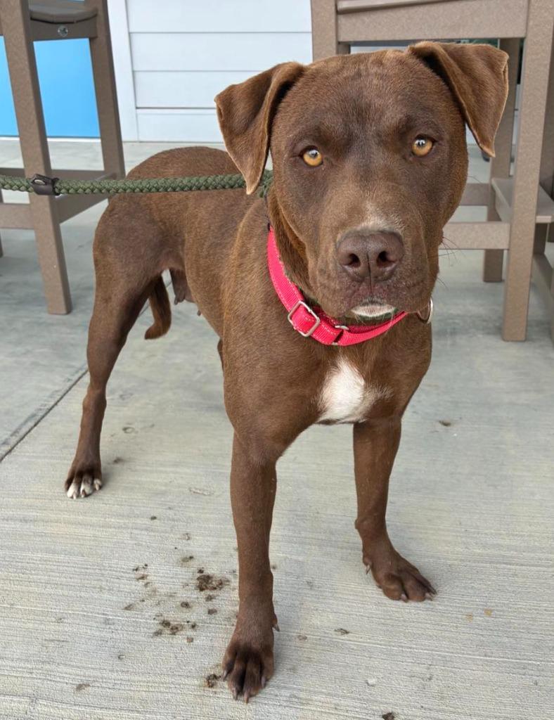 Enlarge Sasha (mom of Sx7), a Adoptable Labrador Retriever in Hartsville, SC image 2/2