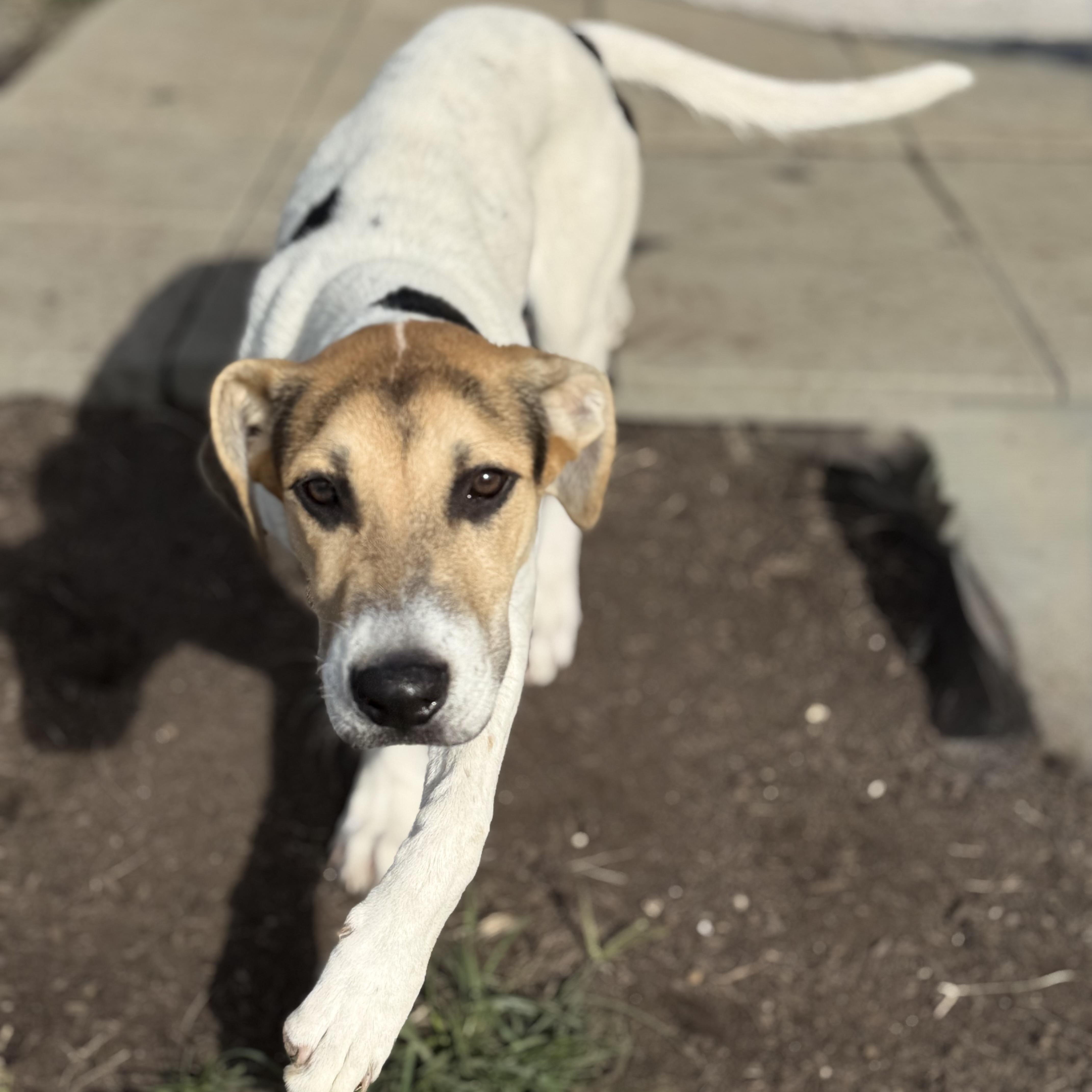Enlarge Spencer, a Adoptable mixed breed in Glenolden, PA image 3/6
