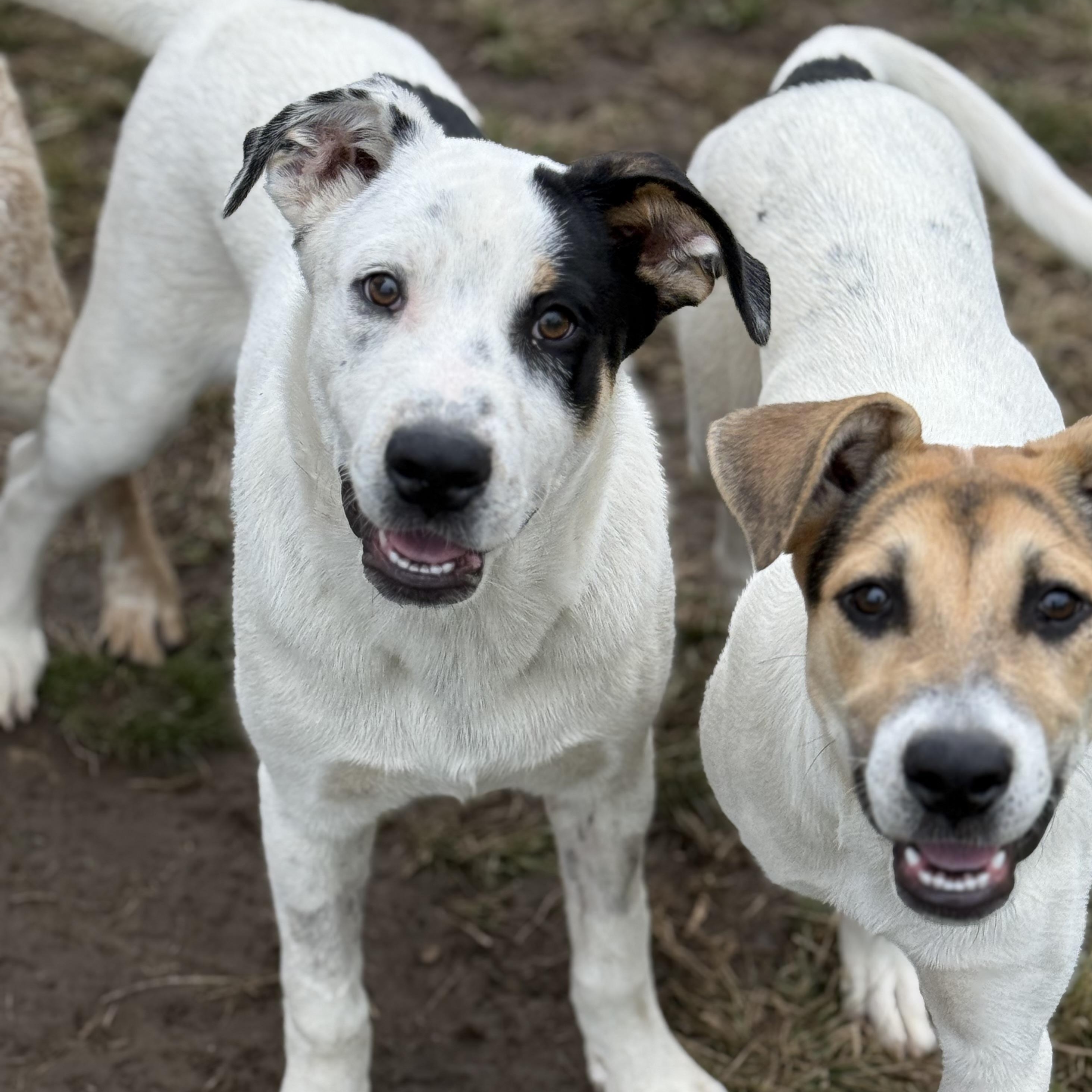 Enlarge Spencer, a Adoptable mixed breed in Glenolden, PA image 5/6
