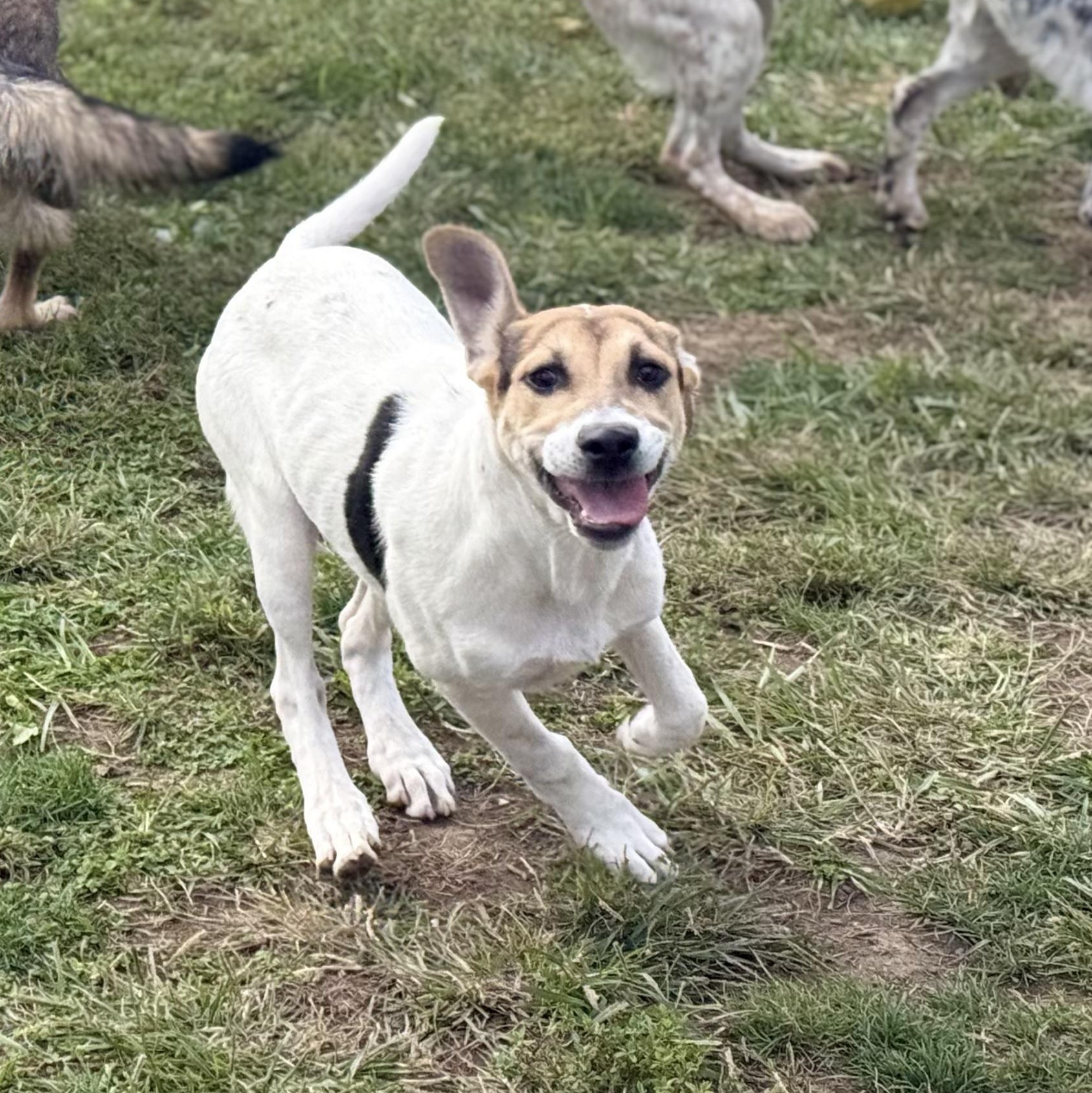 Enlarge Spencer, a Adoptable mixed breed in Glenolden, PA image 4/6