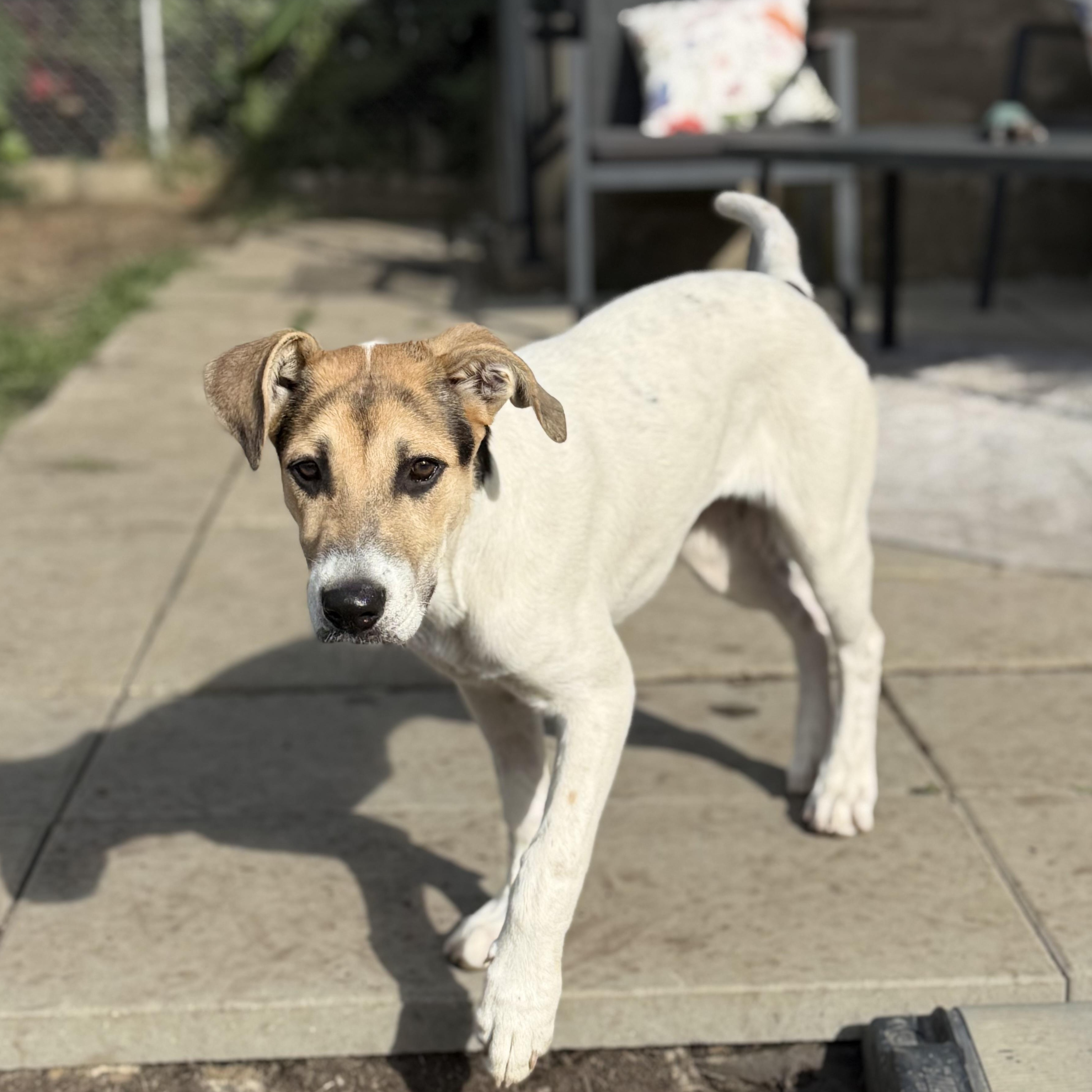 Enlarge Spencer, a Adoptable mixed breed in Glenolden, PA image 2/6