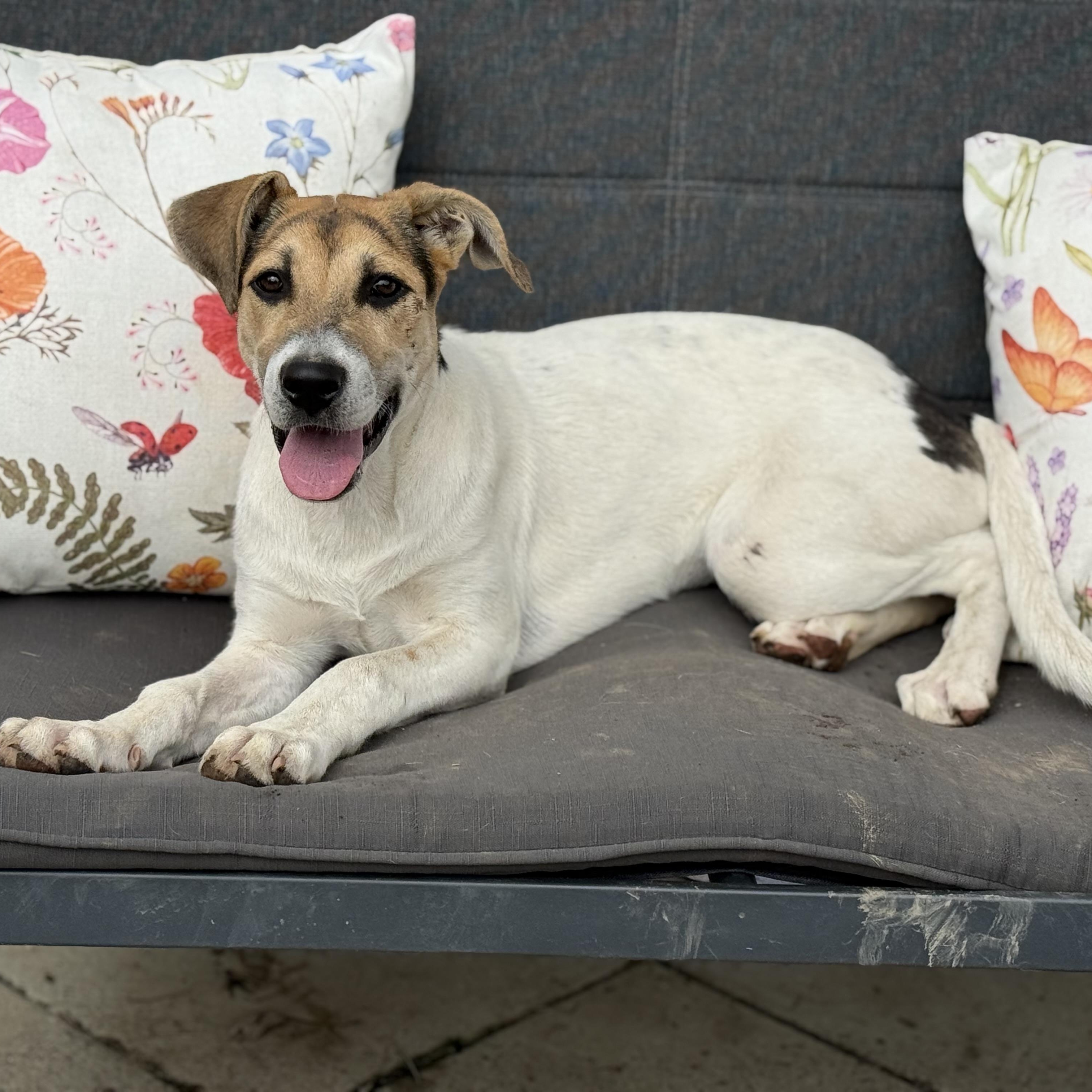 Enlarge Spencer, a Adoptable mixed breed in Glenolden, PA image 6/6