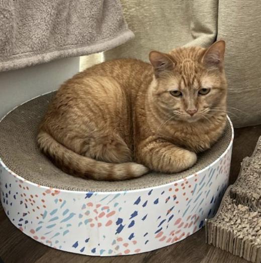 Enlarge Nala, a Adoptable Domestic Short Hair in Novato, CA image 1/3