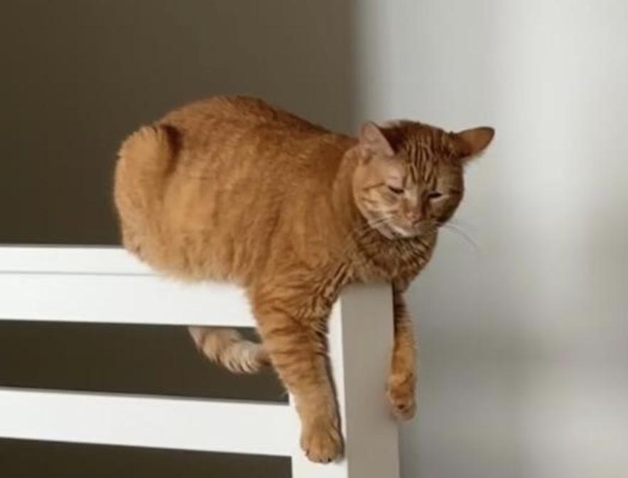 Enlarge Nala, a Adoptable Domestic Short Hair in Novato, CA image 2/3