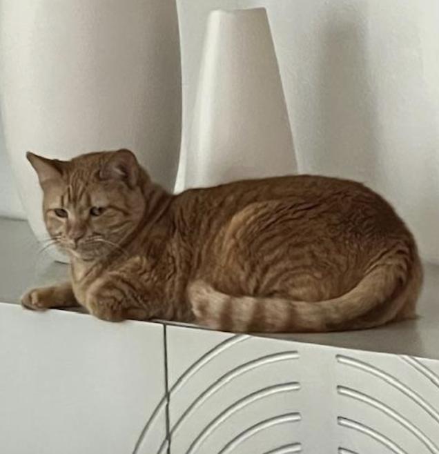 Enlarge Nala, a Adoptable Domestic Short Hair in Novato, CA image 3/3