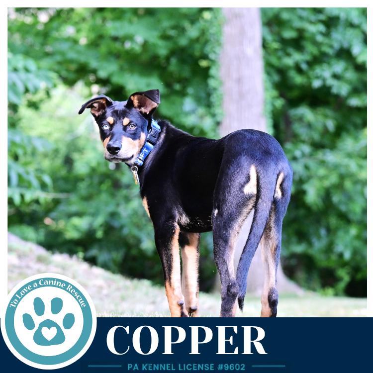 Copper (Treasure Trio) 071826, Adoptable, Puppy Male Shepherd.