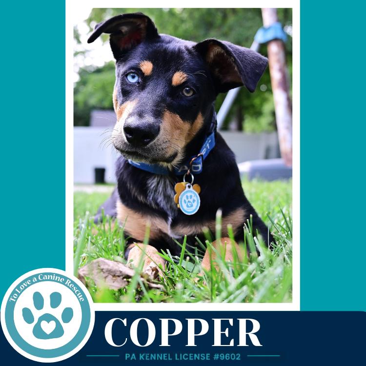 Copper (Treasure Trio) 071826, a Adoptable mixed breed in Kimberton, PA image 2/6