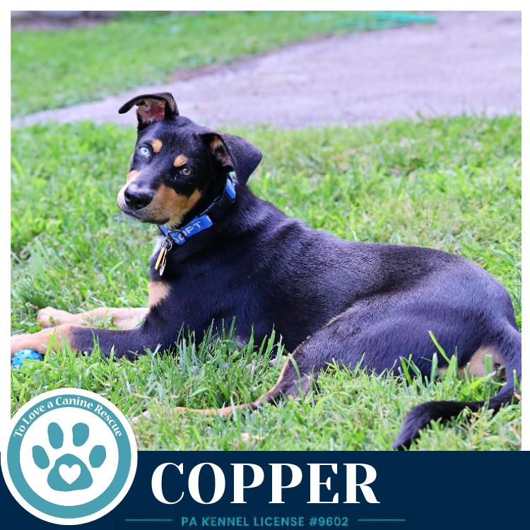 Copper (Treasure Trio) 071826, a Adoptable mixed breed in Kimberton, PA image 3/6