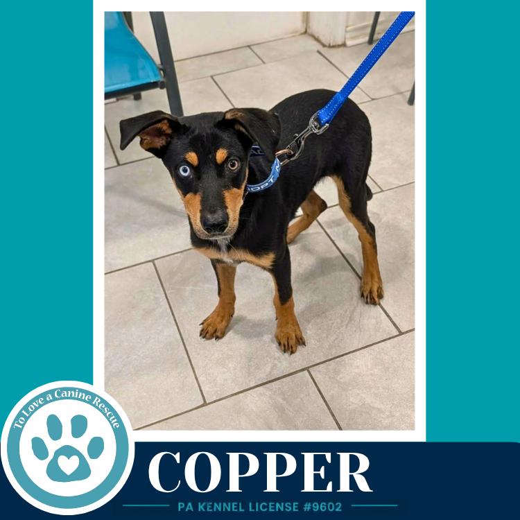 Copper (Treasure Trio) 071826, a Adoptable mixed breed in Kimberton, PA image 4/6