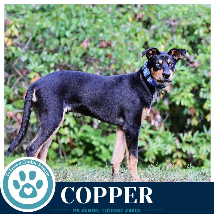 Copper (Treasure Trio) 071826, a Adoptable mixed breed in Kimberton, PA image 5/6
