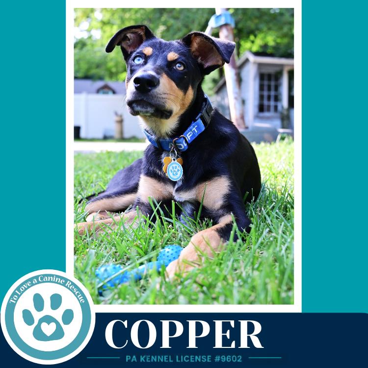 Copper (Treasure Trio) 071826, a Adoptable mixed breed in Kimberton, PA image 6/6