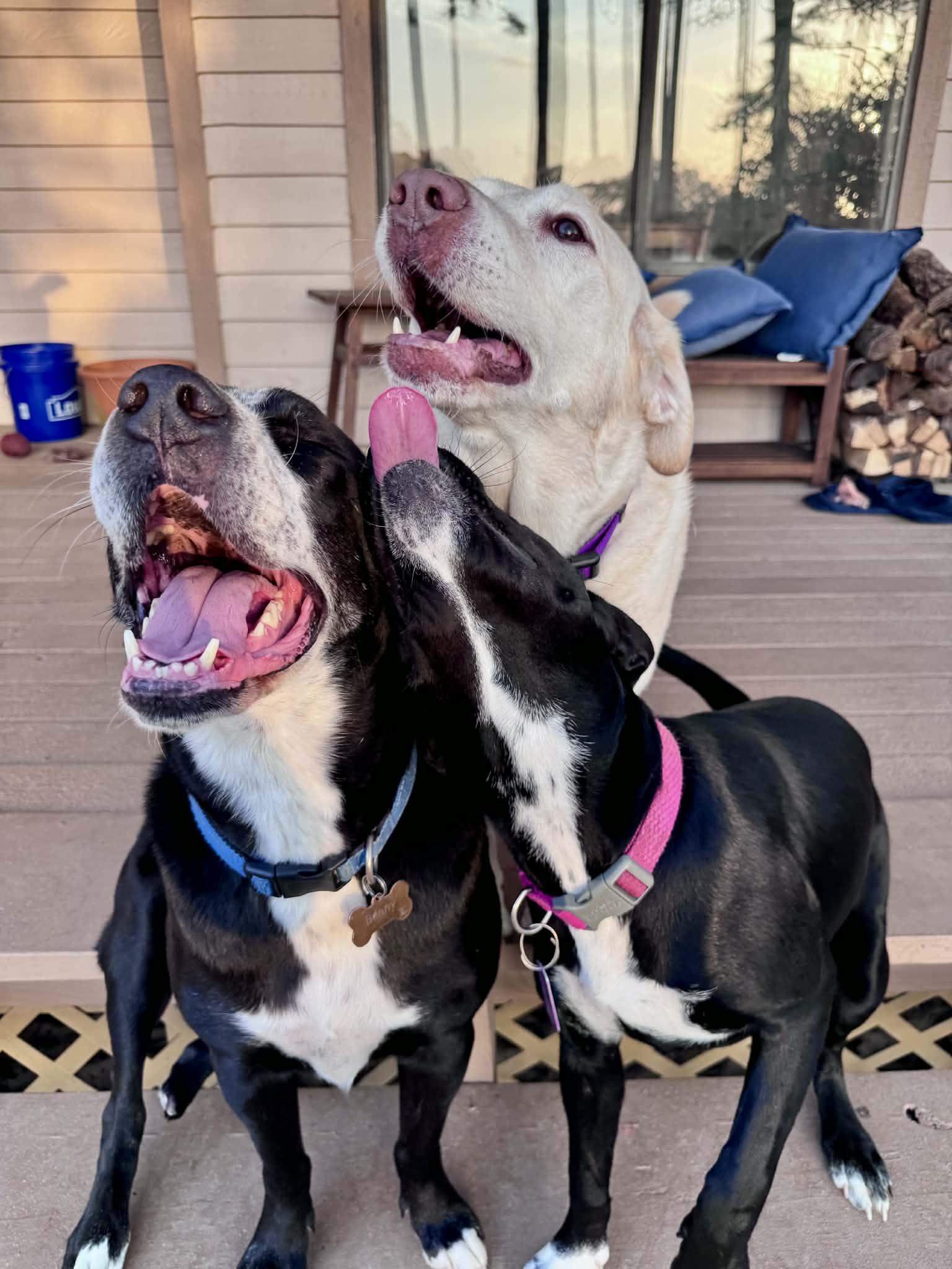 Enlarge Leona, a Adoptable mixed breed in Milton, FL image 5/6