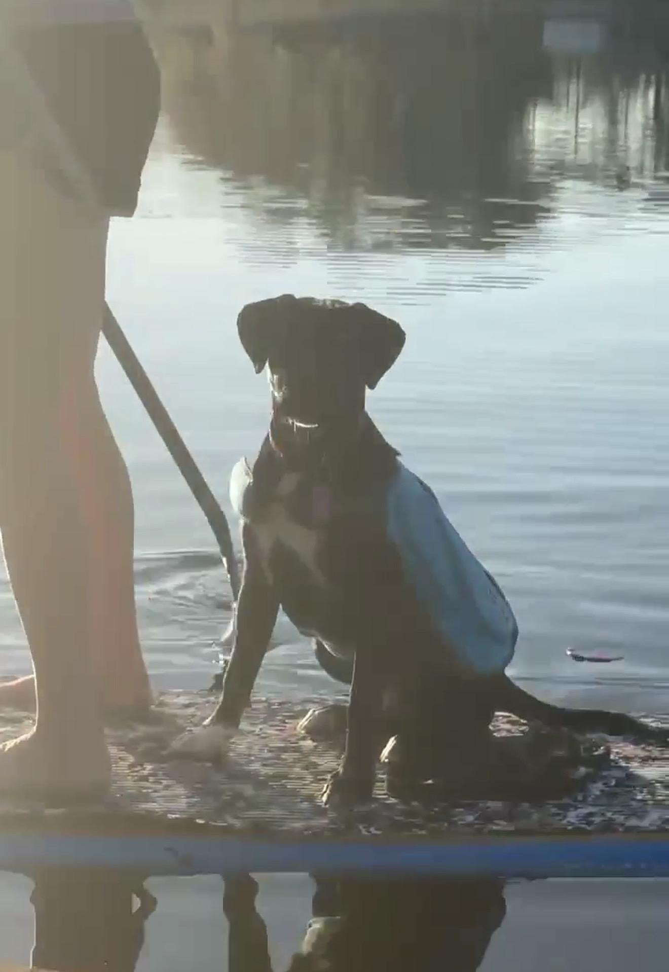 Leona, a Adoptable mixed breed in Milton, FL image 4/5