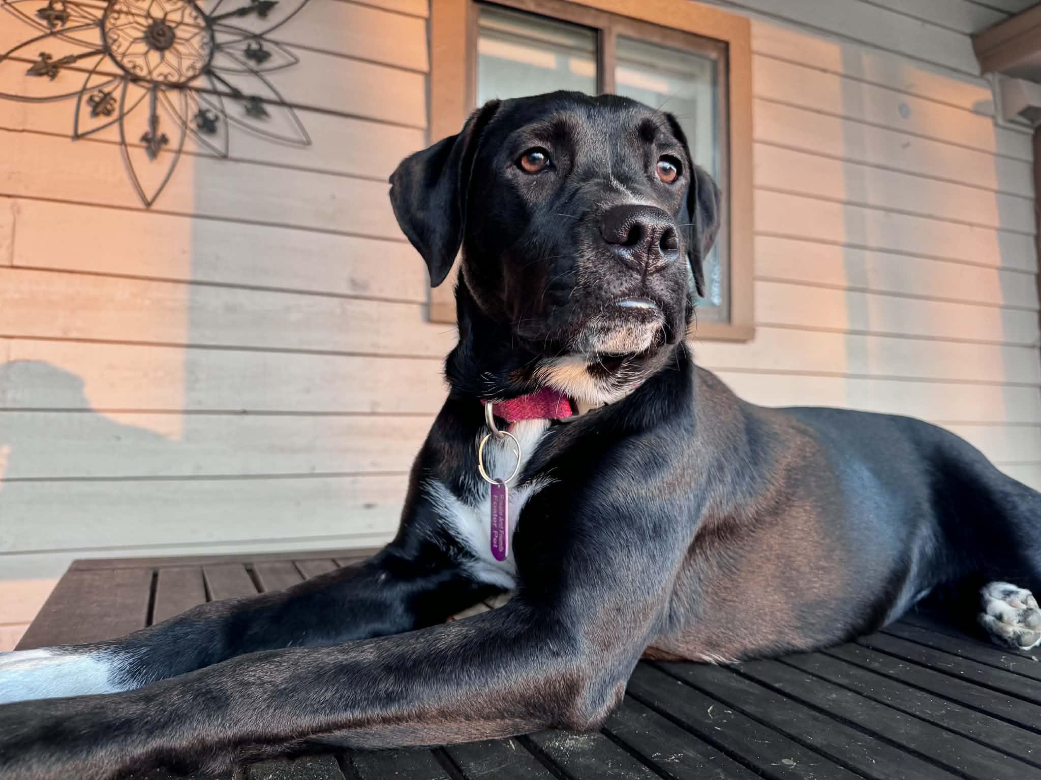 Enlarge Leona, a Adoptable mixed breed in Milton, FL image 1/6