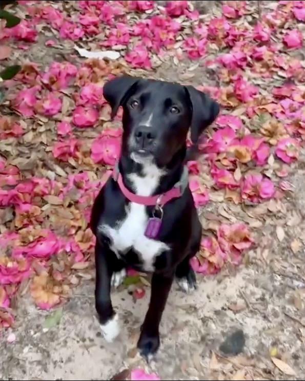 Enlarge Leona, a Adoptable mixed breed in Milton, FL image 2/6