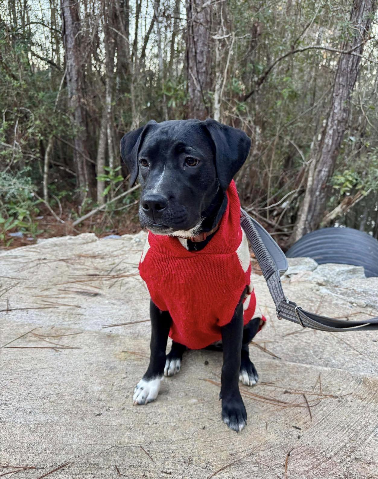 Leona, a Adoptable mixed breed in Milton, FL image 2/5