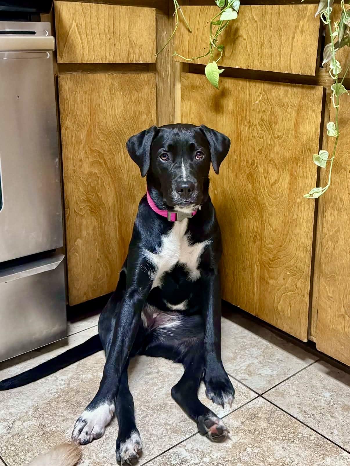 Enlarge Leona, a Adoptable mixed breed in Milton, FL image 4/6