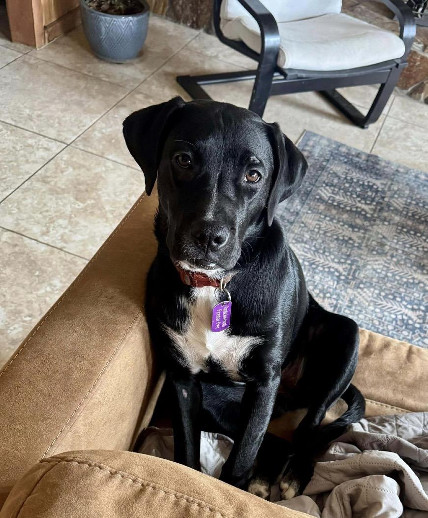 Leona, a Adoptable mixed breed in Milton, FL image 5/5