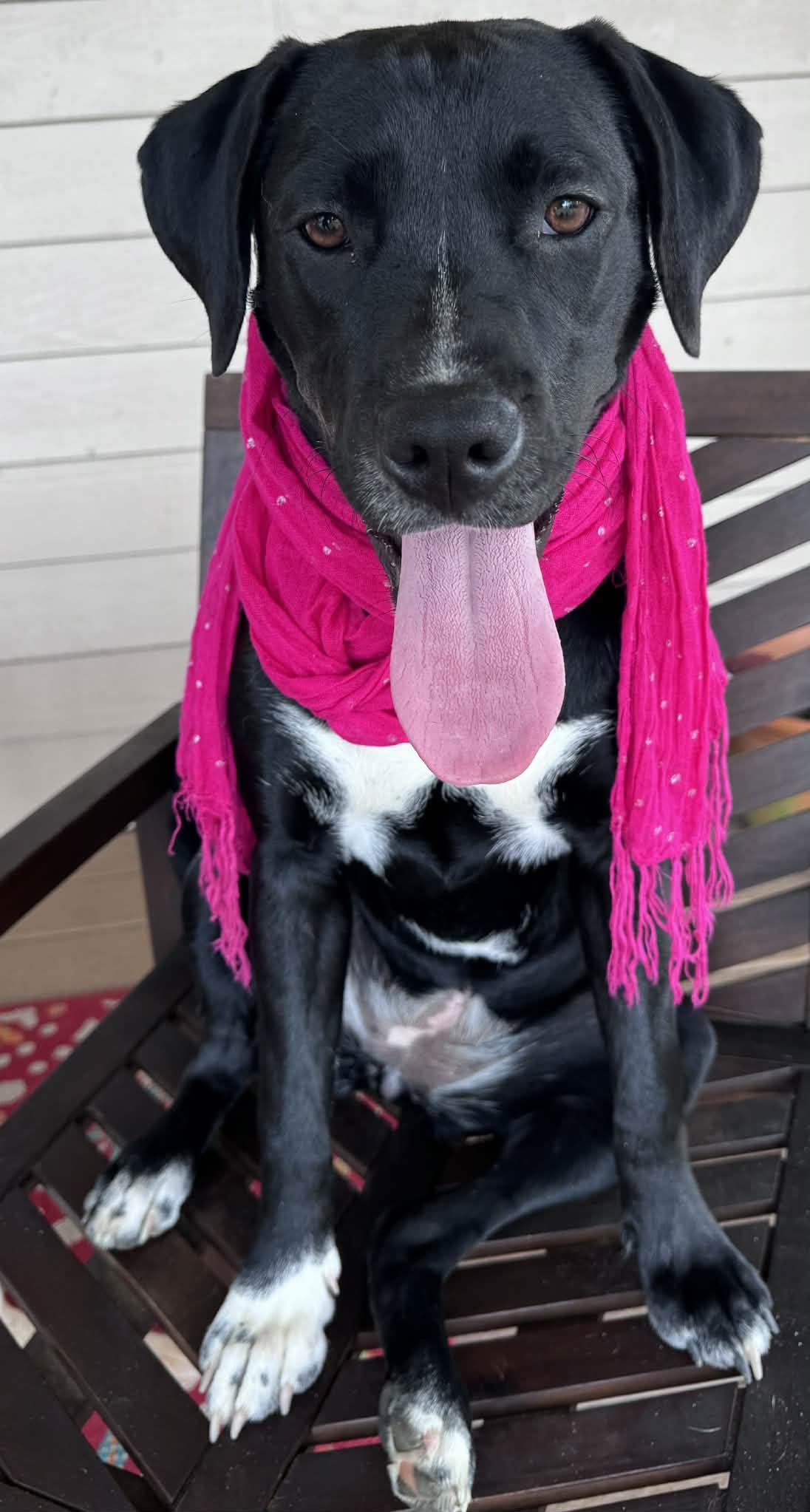 Enlarge Leona, a Adoptable mixed breed in Milton, FL image 3/6