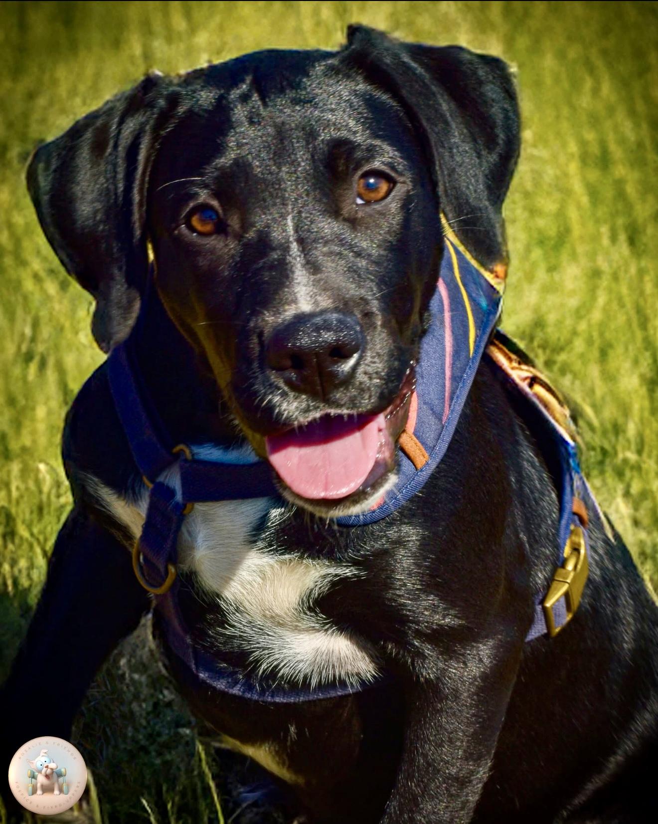 Enlarge Leona, a Adoptable mixed breed in Milton, FL image 1/1