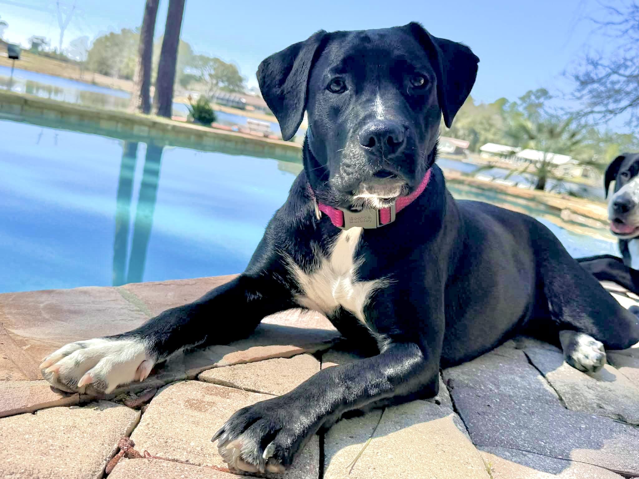 Enlarge Leona, a Adoptable mixed breed in Milton, FL image 6/6